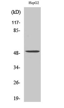 PAH rabbit pAb Antibody