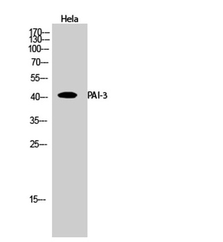 PAI-3 antibody