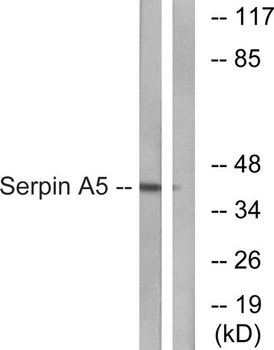 PAI-3 antibody