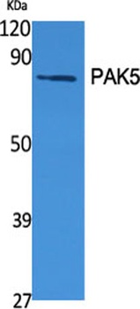 PAK5 antibody