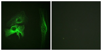 PAK1 antibody