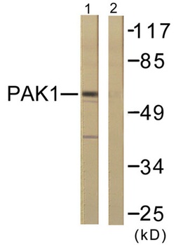 PAK1 antibody