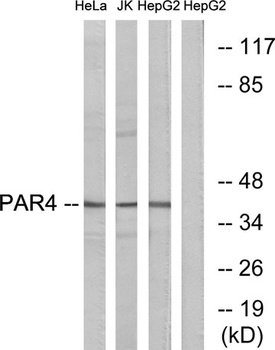 PAR-4 rabbit pAb