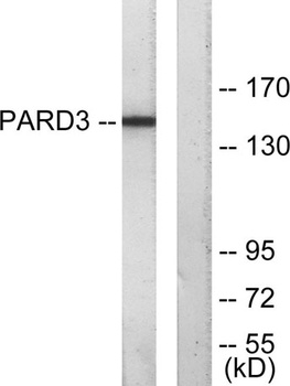 PARD3A antibody