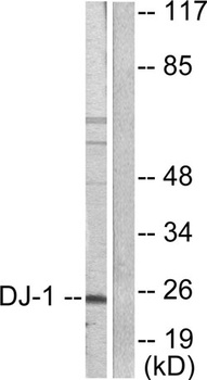 PARK7 antibody