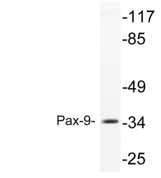 Pax-9 rabbit pAb