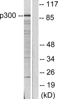 PCAF antibody