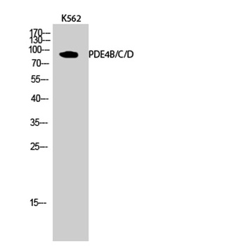 PDE4B/C/D rabbit pAb