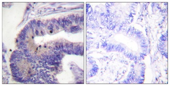 PDE4B/C/D rabbit pAb