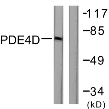 PDE4B/C/D antibody