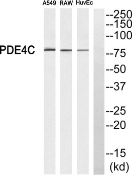 PDE4C rabbit pAb