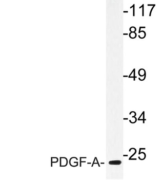 PDGF-A antibody