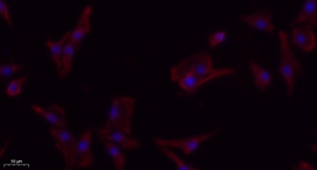 PDGFR-β rabbit pAb