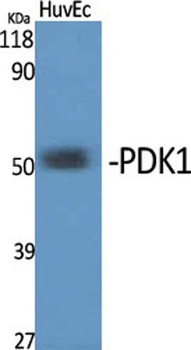PDK1 rabbit pAb