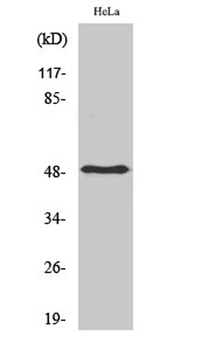 PDK1 rabbit pAb