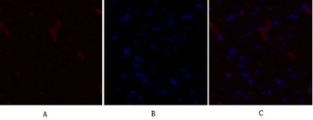 PDK1 antibody