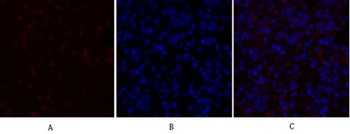 PDK1 antibody