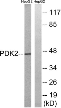 PDK2 rabbit pAb