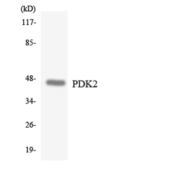 PDK2 rabbit pAb