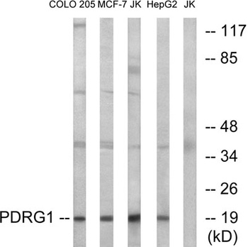 PDRG1 antibody