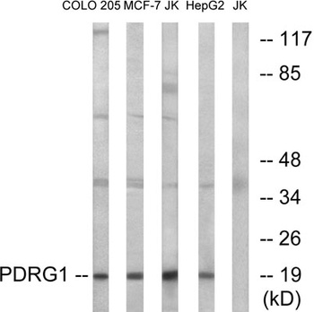 PDRG1 rabbit pAb