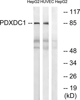 PDXDC1 antibody