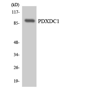 PDXDC1 antibody