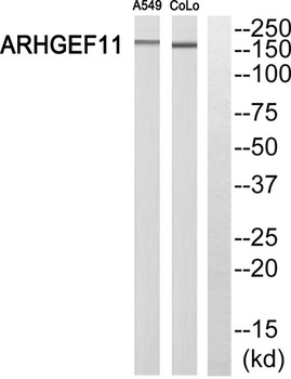 PDZ-RhoGEF rabbit pAb