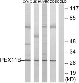 Peroxin 11β rabbit pAb