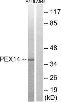 Peroxin 14 rabbit pAb