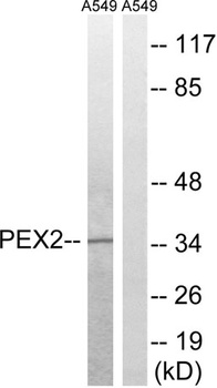Peroxin 2 rabbit pAb
