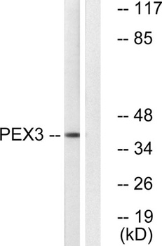 Peroxin 3 antibody