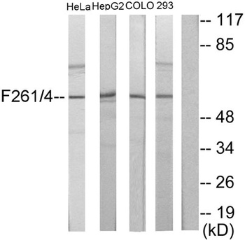 PFK-2 liv/tes antibody