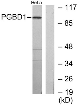 PGBD1 rabbit pAb