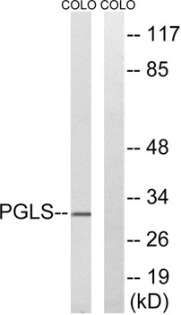 PGLS antibody