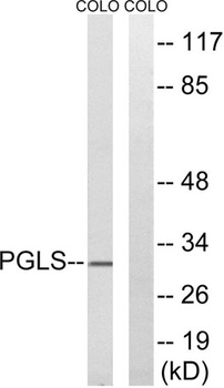 PGLS rabbit pAb