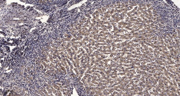 PGRMC2 antibody