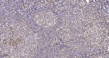PHF1 rabbit pAb