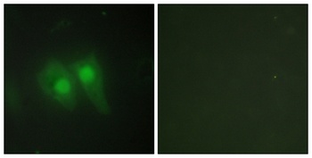 pHyde antibody