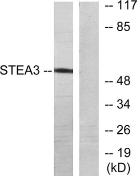 pHyde antibody