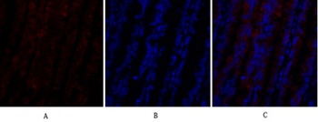 PI 3-kinase p110α rabbit pAb Antibody