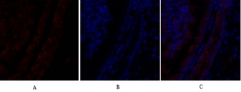 PI 3-kinase p110 alpha antibody