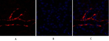 PI 3-kinase p110 alpha antibody