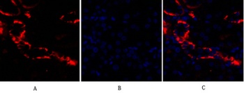 PI 3-kinase p110 alpha antibody