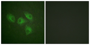 PI 3-kinase p85 alpha antibody