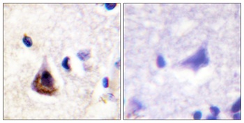 PI 3-kinase p85α rabbit pAb
