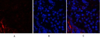 PI 3-kinase p85α/γ rabbit pAb