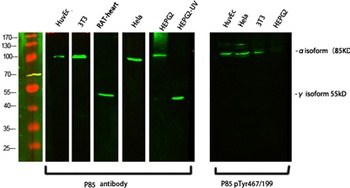 PI 3-kinase p85 alpha/gamma antibody