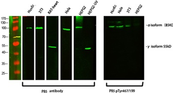 PI 3-kinase p85α/γ rabbit pAb