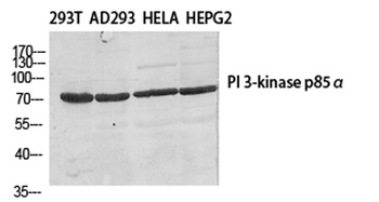PI 3-kinase p85β rabbit pAb